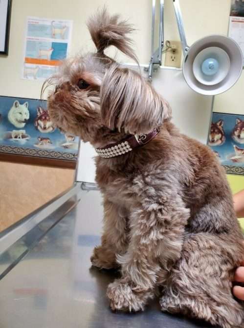 Adobe Animal Hospital Shih Tzu for grooming concord california