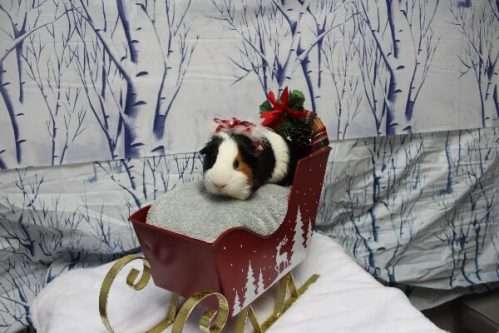 Clayton Valley Pet Hospital American Guinea Pig on sleigh concord california