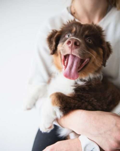 Disney Pet Hospital Australian Shepherd Puppy concord california