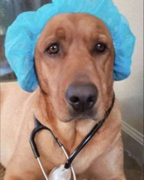 SAGE Veterinary Centers Broholmer concord california