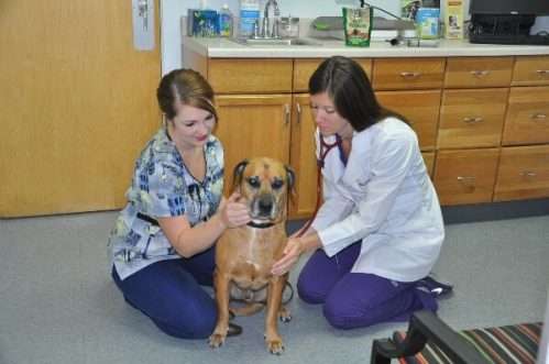 Sun Valley Animal Hospital Black Mouth Cur with doctors