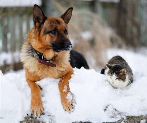 Sun Valley Animal Hospital Old German Shepherd Dog Aegean cat